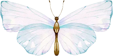 Schmetterling