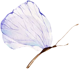 Schmetterling